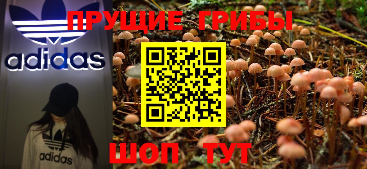 Котлас  Галлюциногенные грибы Psilocybine cubensis  Вход с VPN 